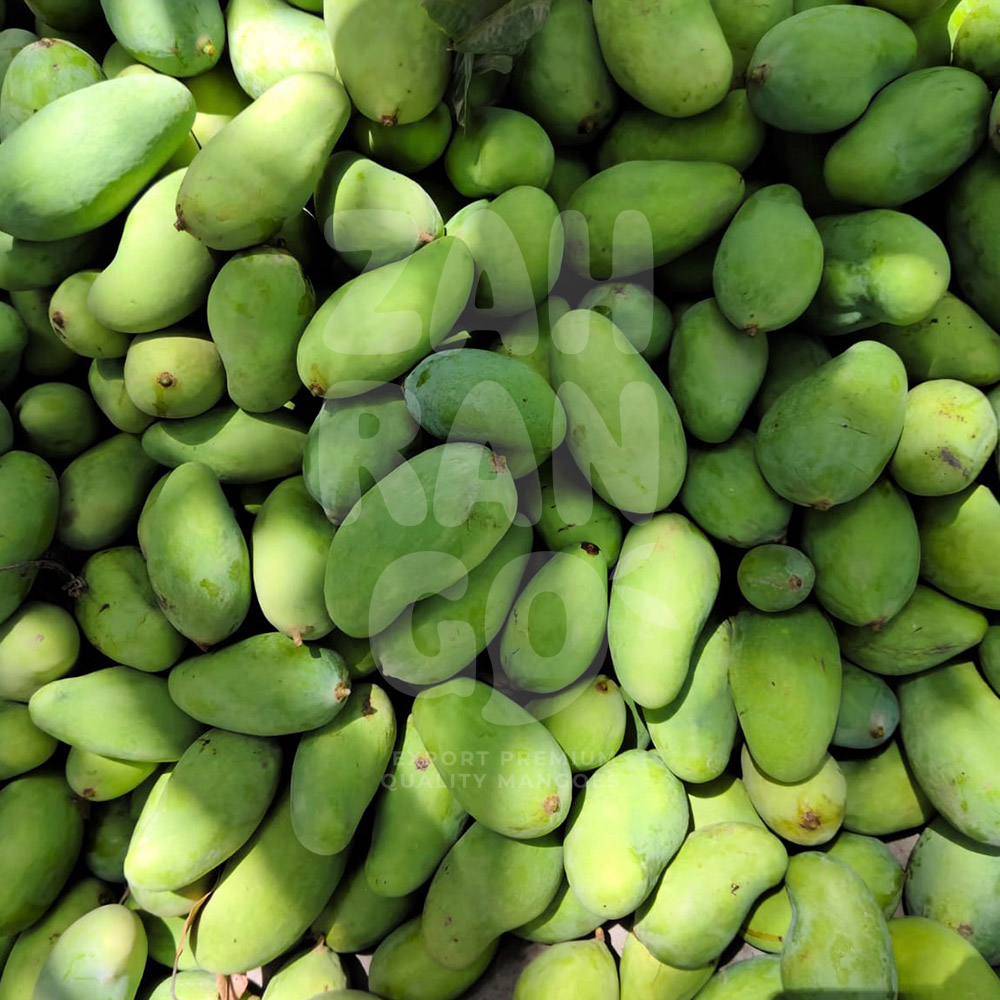 Mango-1
