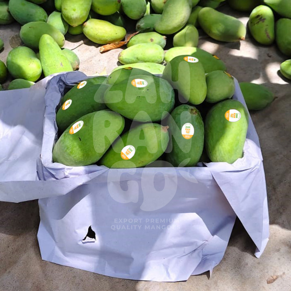 Mango-2