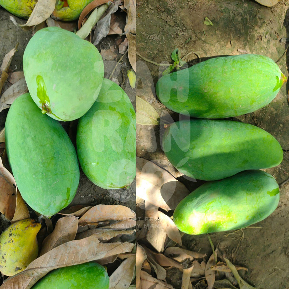 Mango-3